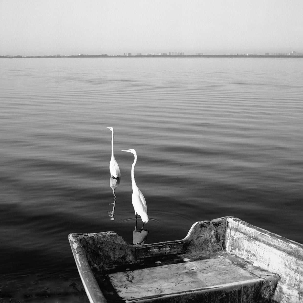 2 Herons Leaving handcrafted art work on canvas or framed canvas prints by Moises Levy 