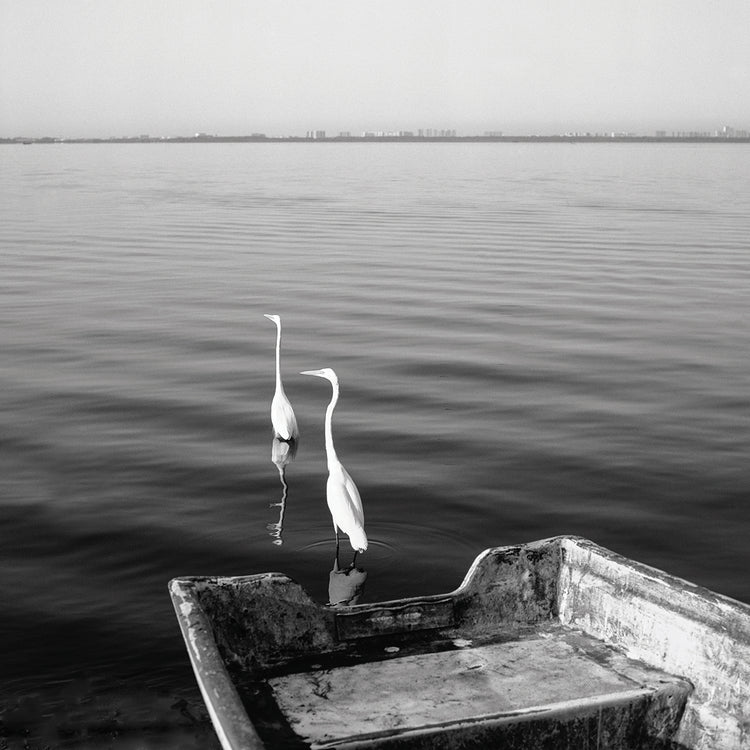 2 Herons Leaving handcrafted art work on canvas or framed canvas prints by Moises Levy 