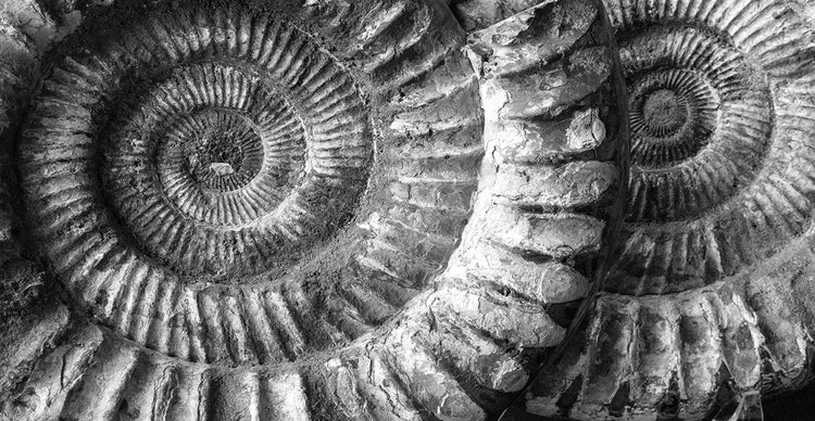 Amonita 3 handcrafted art work on canvas or framed canvas prints by Moises Levy 