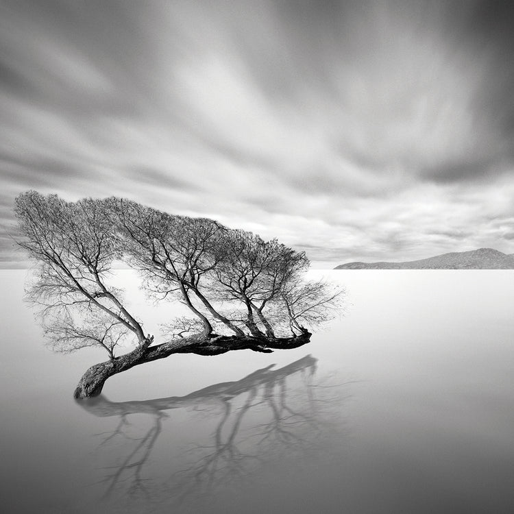 Water Tree VII handcrafted art work on canvas or framed canvas prints by Moises Levy 