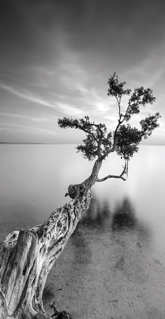 Water Tree V