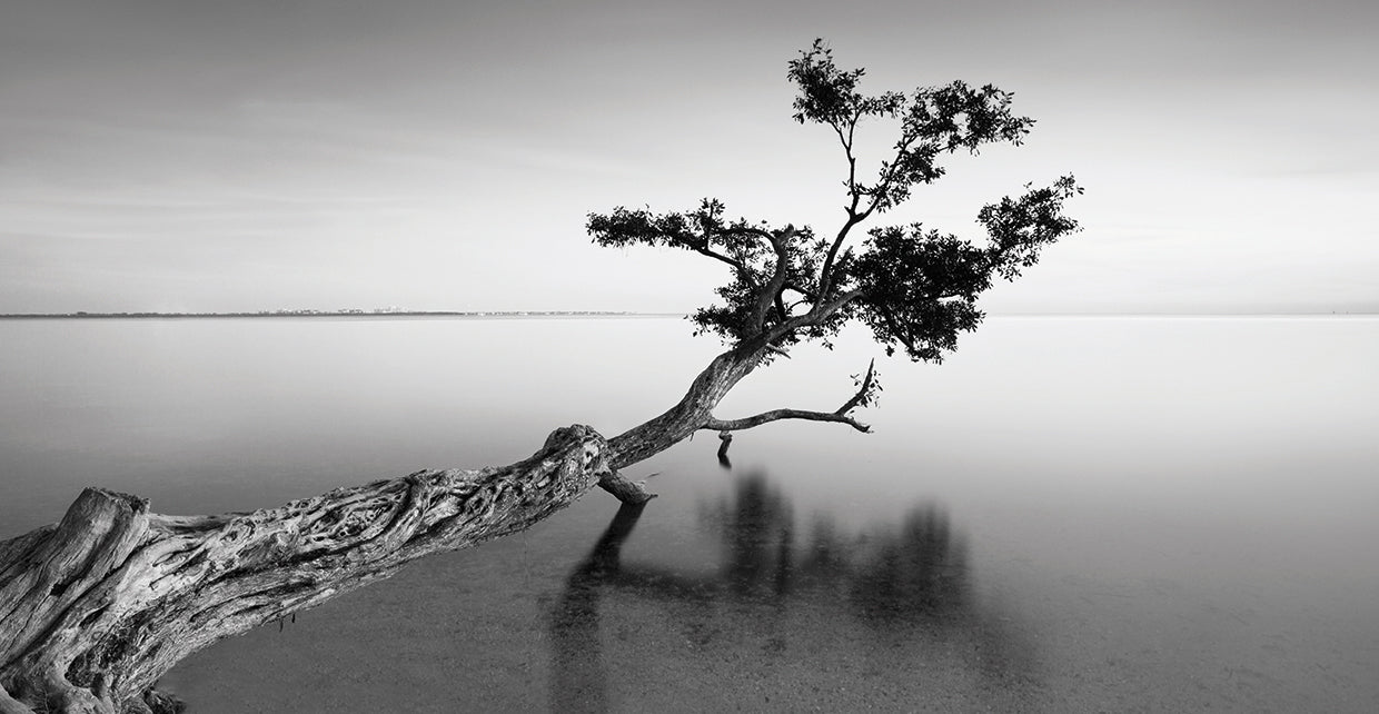 Water Tree IX handcrafted art work on canvas or framed canvas prints by Moises Levy 