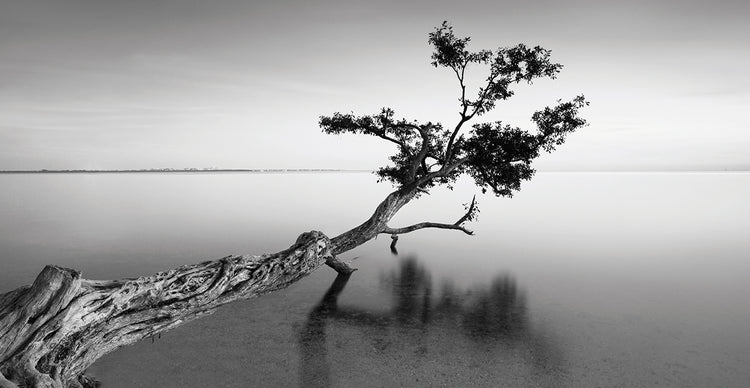 Water Tree IX handcrafted art work on canvas or framed canvas prints by Moises Levy 