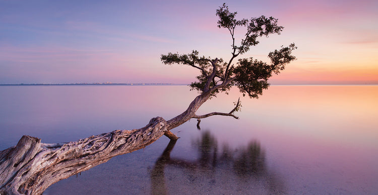 Water Tree XV handcrafted art work on canvas or framed canvas prints by Moises Levy 