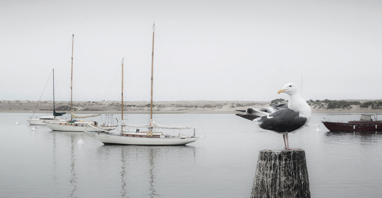 Four Boats & Seagull handcrafted art work on canvas or framed canvas prints by Moises Levy 