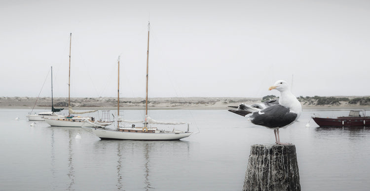 Four Boats & Seagull handcrafted art work on canvas or framed canvas prints by Moises Levy 