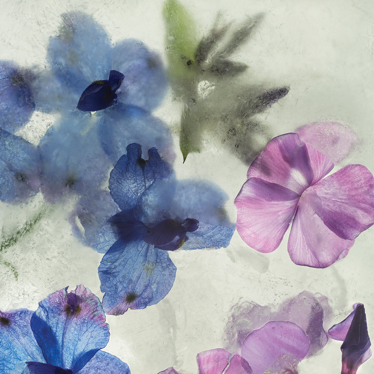 Flores en Hielo I handcrafted art work on canvas or framed canvas prints by Moises Levy 