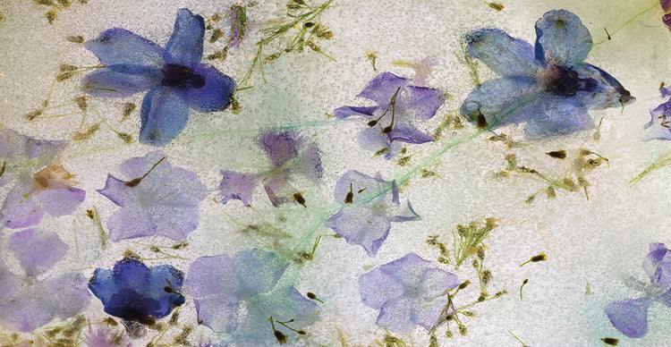 Flores en Hielo III handcrafted art work on canvas or framed canvas prints by Moises Levy 