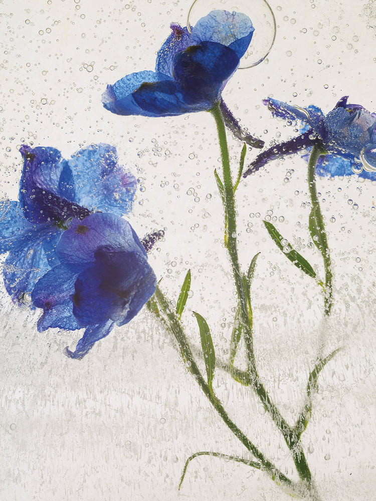 Flores en Hielo VI handcrafted art work on canvas or framed canvas prints by Moises Levy 