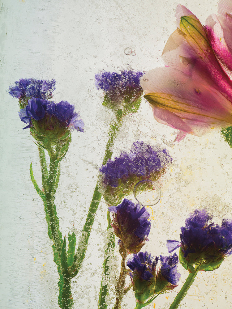 Flores en Hielo VIII handcrafted art work on canvas or framed canvas prints by Moises Levy 