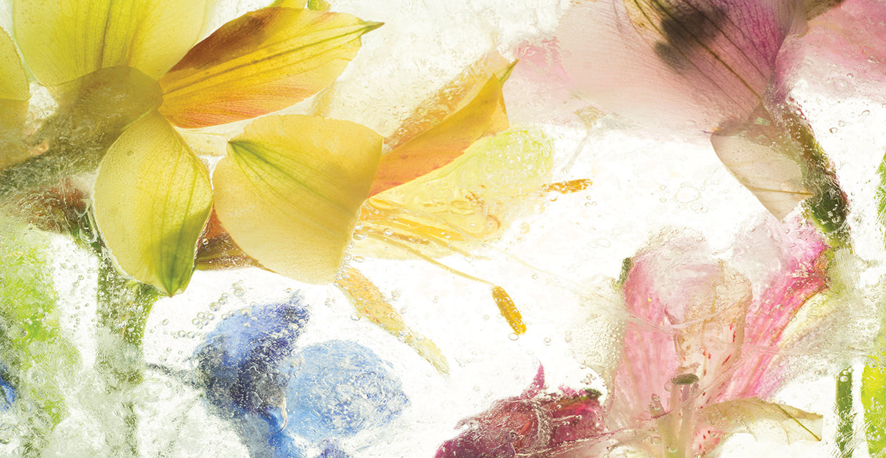 Flores en Hielo IX handcrafted art work on canvas or framed canvas prints by Moises Levy 