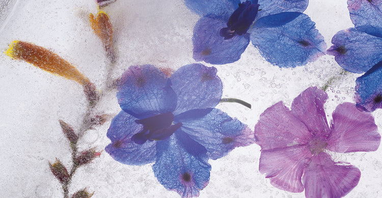 Flores en Hielo X handcrafted art work on canvas or framed canvas prints by Moises Levy 