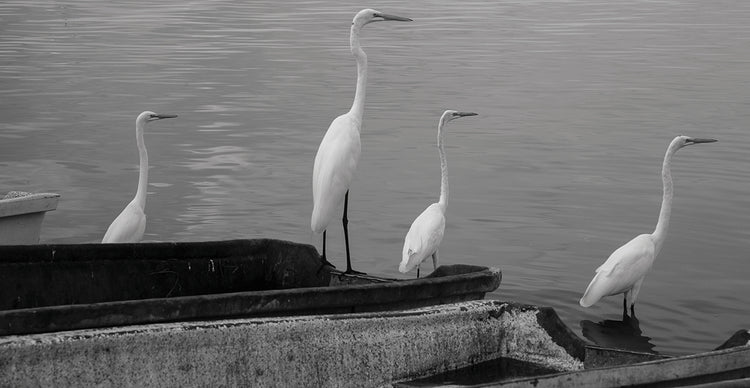 Garzas B&W 8 handcrafted art work on canvas or framed canvas prints by Moises Levy 