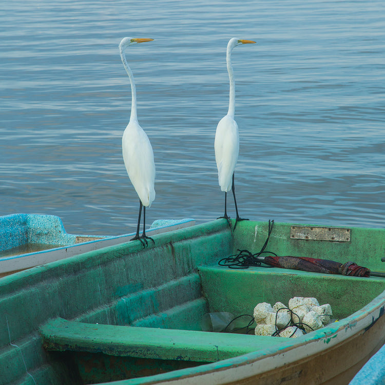 Garzas 4 2 handcrafted art work on canvas or framed canvas prints by Moises Levy 