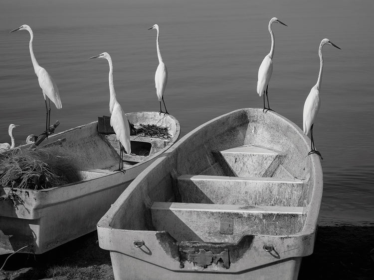 Garzas 7 handcrafted art work on canvas or framed canvas prints by Moises Levy 