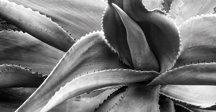 Agave Americana handcrafted art work on canvas or framed canvas prints by Moises Levy 