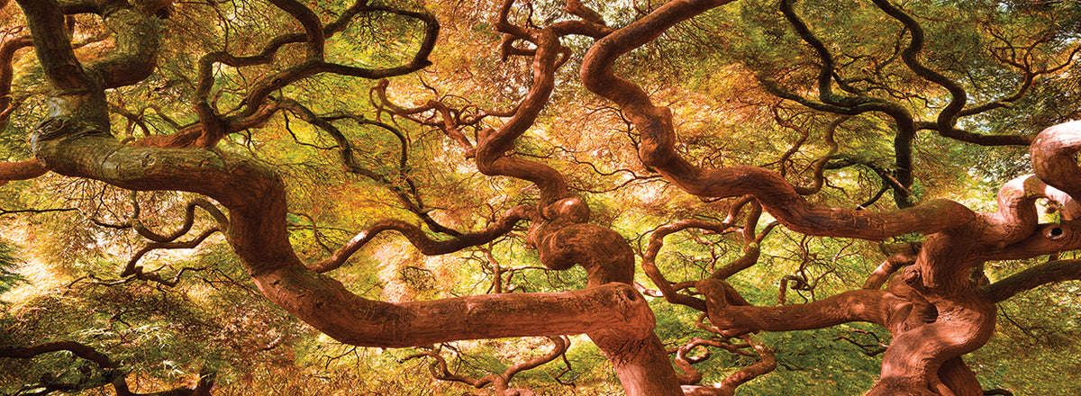 Japanese Maple 1 handcrafted art work on canvas or framed canvas prints by Moises Levy 