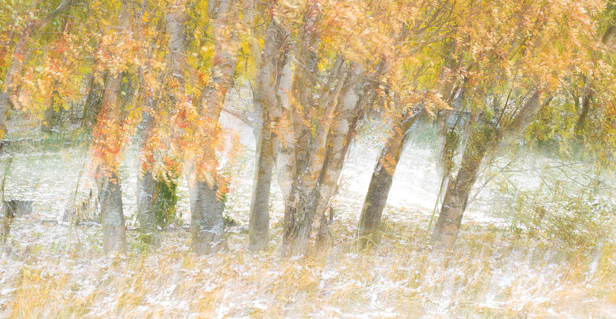 Motion Trees 1 handcrafted art work on canvas or framed canvas prints by Moises Levy 