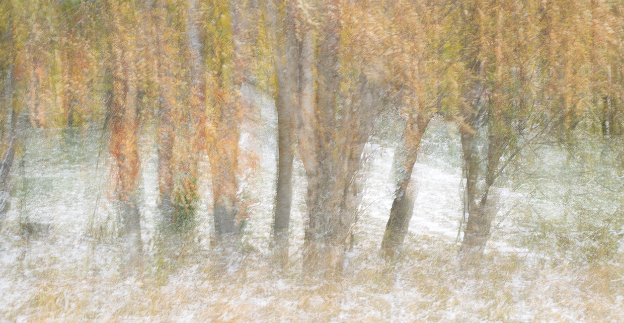Motion Trees 2 handcrafted art work on canvas or framed canvas prints by Moises Levy 