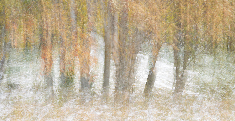 Motion Trees 2 handcrafted art work on canvas or framed canvas prints by Moises Levy 