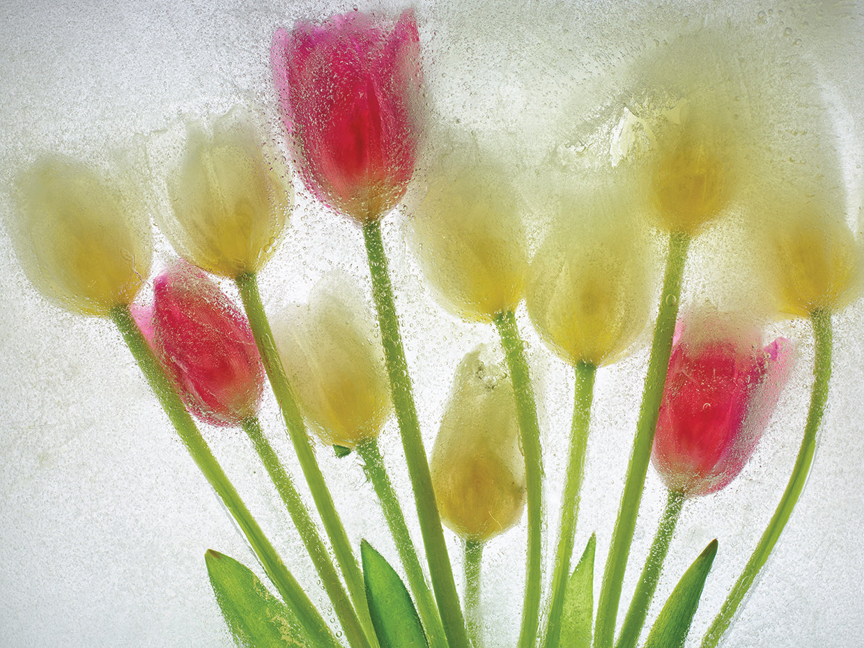 Flores Congeladas # 6 handcrafted art work on canvas or framed canvas prints by Moises Levy 