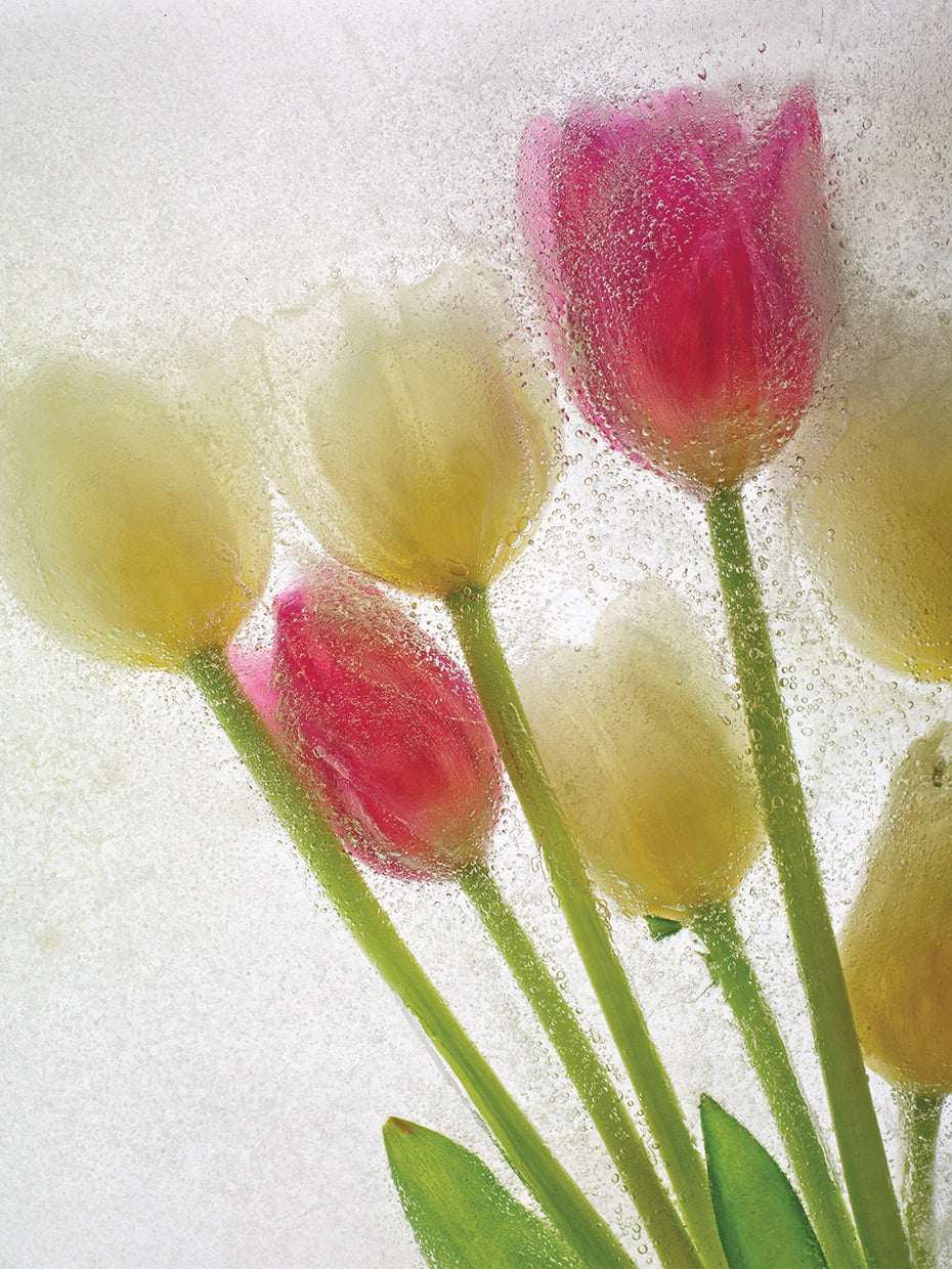 Flores Congeladas # 1 handcrafted art work on canvas or framed canvas prints by Moises Levy 