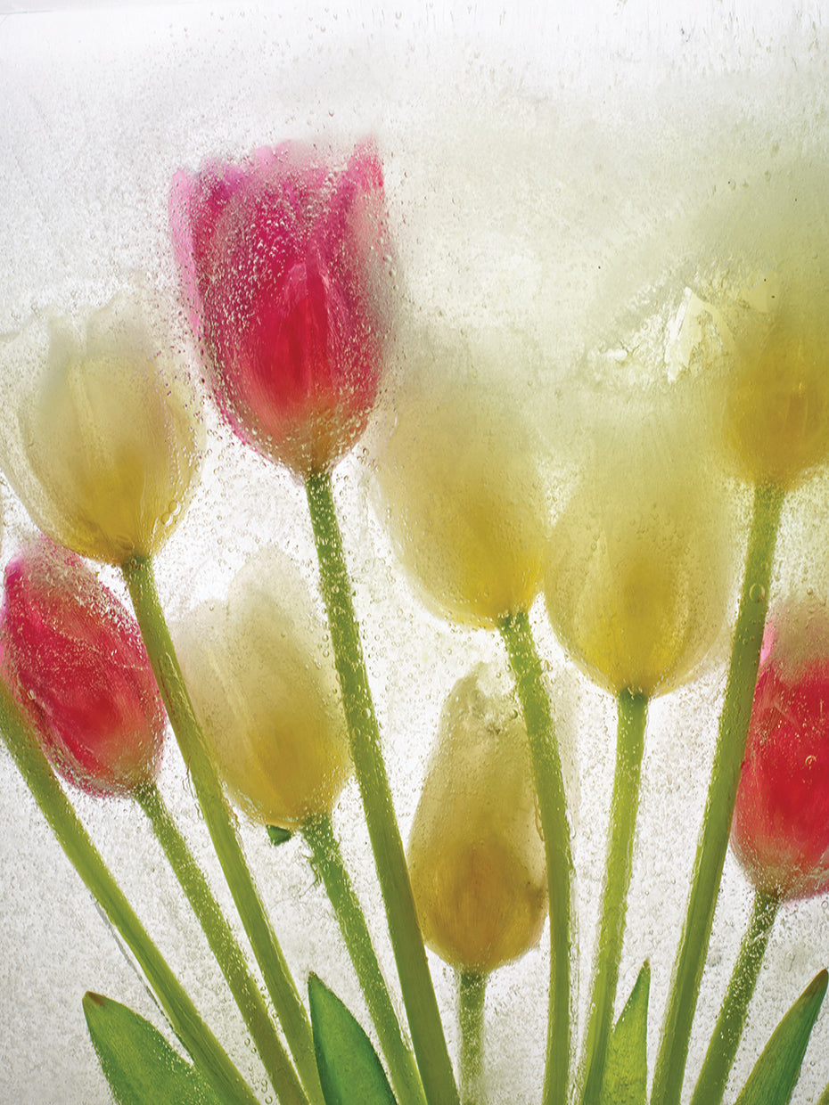 Flores Congeladas # 2 handcrafted art work on canvas or framed canvas prints by Moises Levy 