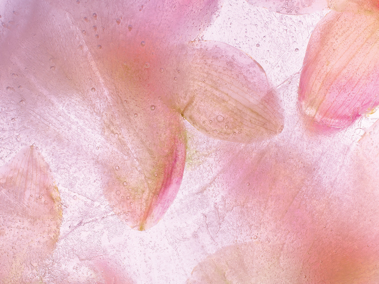 Flores Congeladas # 9 handcrafted art work on canvas or framed canvas prints by Moises Levy 
