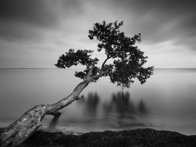 Water Tree 11 BW handcrafted art work on canvas or framed canvas prints by Moises Levy 