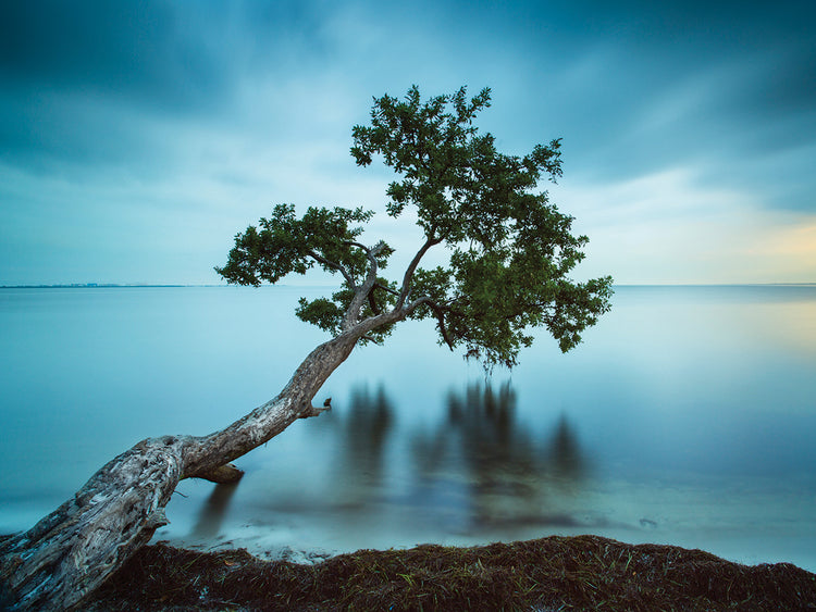 Water Tree 11 Color handcrafted art work on canvas or framed canvas prints by Moises Levy 