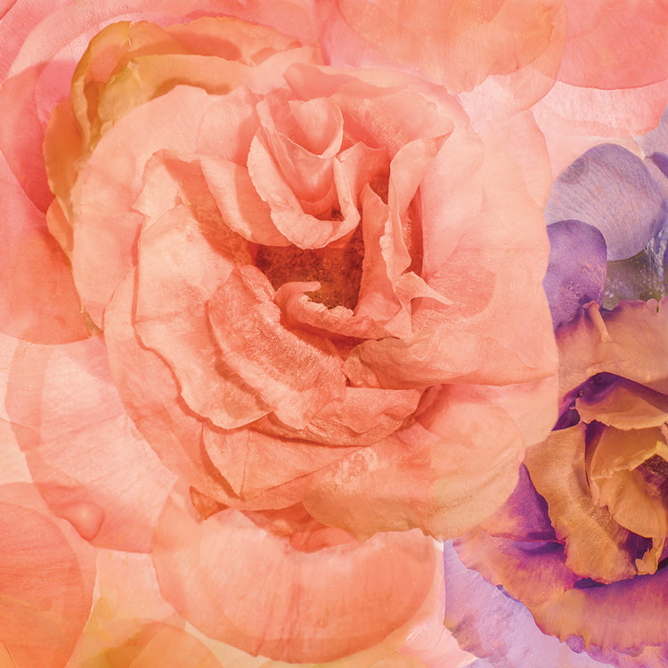 Rosa Cuadrada handcrafted art work on canvas or framed canvas prints by Moises Levy 