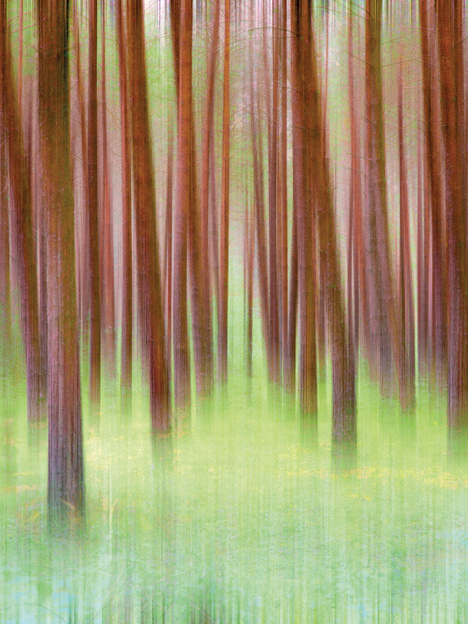 Blurred Trees 2 handcrafted art work on canvas or framed canvas prints by Moises Levy 