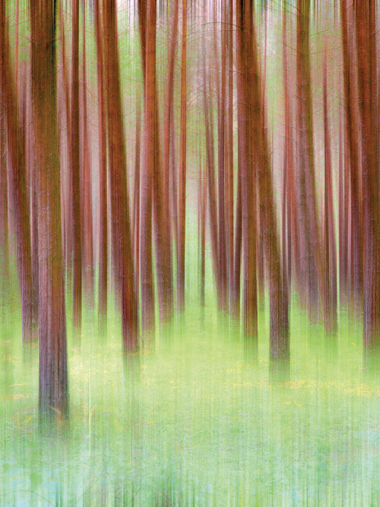 Blurred Trees 2 handcrafted art work on canvas or framed canvas prints by Moises Levy 
