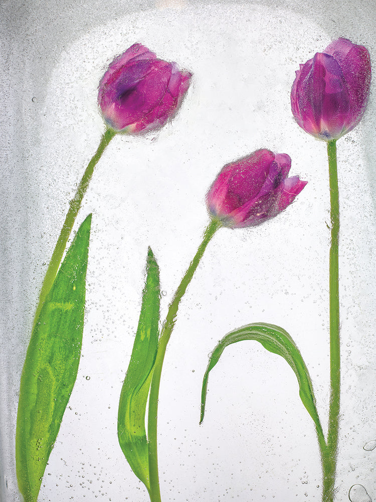 Flores Congeladas # 4 handcrafted art work on canvas or framed canvas prints by Moises Levy 