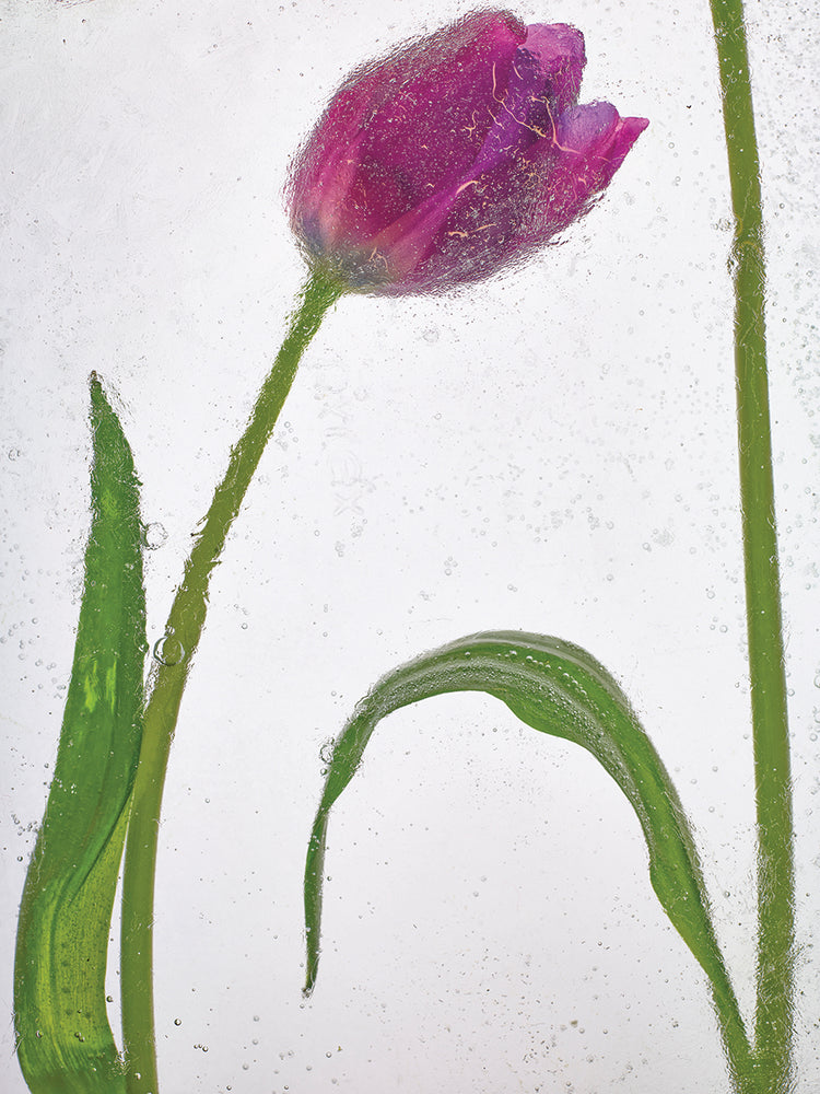 Flores Congeladas # 5 handcrafted art work on canvas or framed canvas prints by Moises Levy 