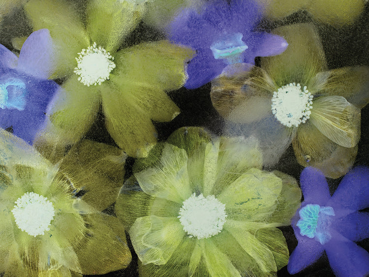 Flores Congeladas # 11 handcrafted art work on canvas or framed canvas prints by Moises Levy 