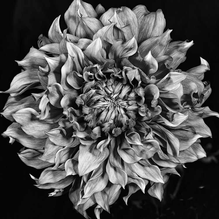 Dalia 2 Phaseone Stack Bw handcrafted art work on canvas or framed canvas prints by Moises Levy 
