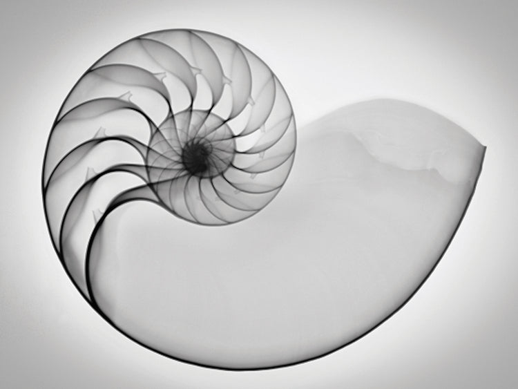 Nautilus Xray I handcrafted art work on canvas or framed canvas prints by Moises Levy 
