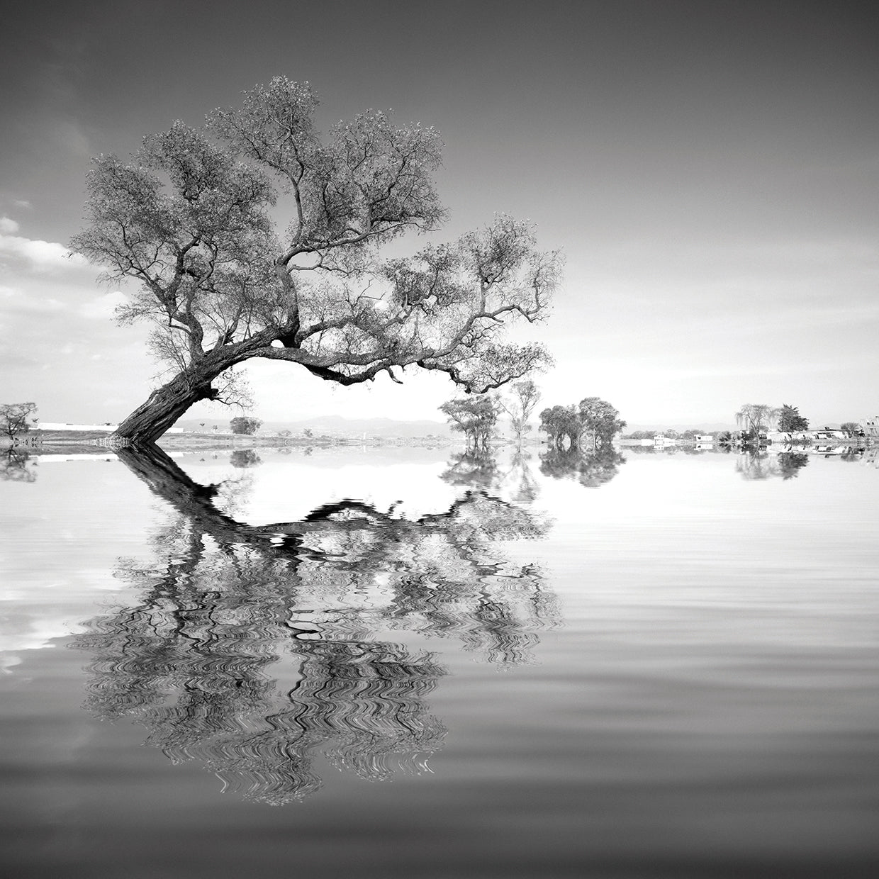 Arbol en Agua 3 B&W handcrafted art work on canvas or framed canvas prints by Moises Levy 