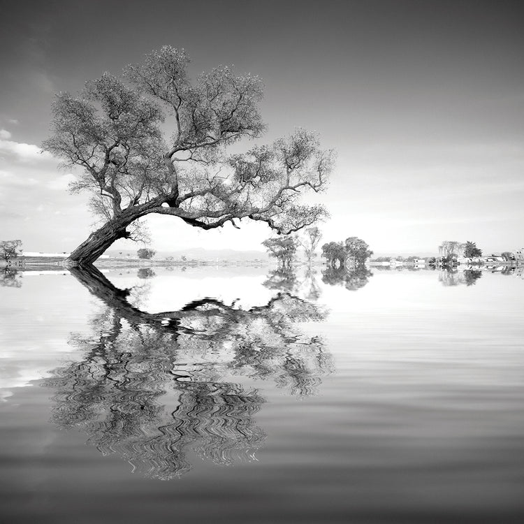 Arbol en Agua 3 B&W handcrafted art work on canvas or framed canvas prints by Moises Levy 