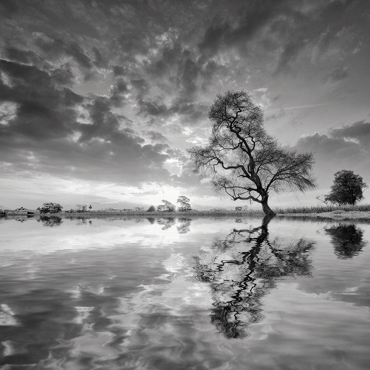 Arbol en Agua 5 B&W handcrafted art work on canvas or framed canvas prints by Moises Levy 