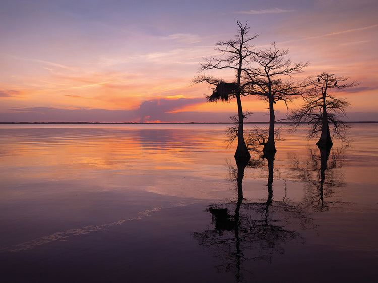 Three Trees on Sunset handcrafted art work on canvas or framed canvas prints by Moises Levy 