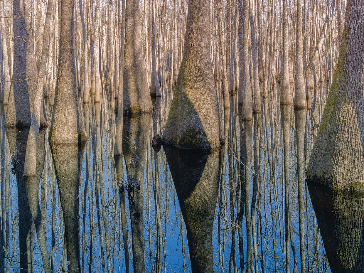 Cypress Reflection handcrafted art work on canvas or framed canvas prints by Moises Levy 