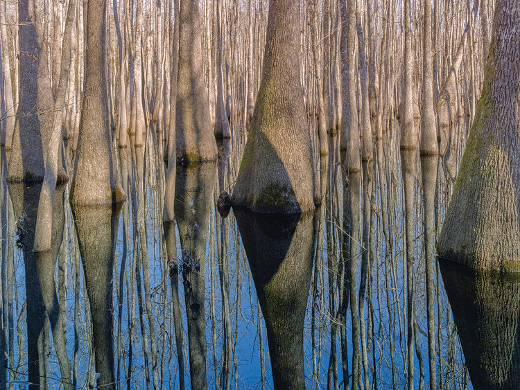 Cypress Reflection handcrafted art work on canvas or framed canvas prints by Moises Levy 