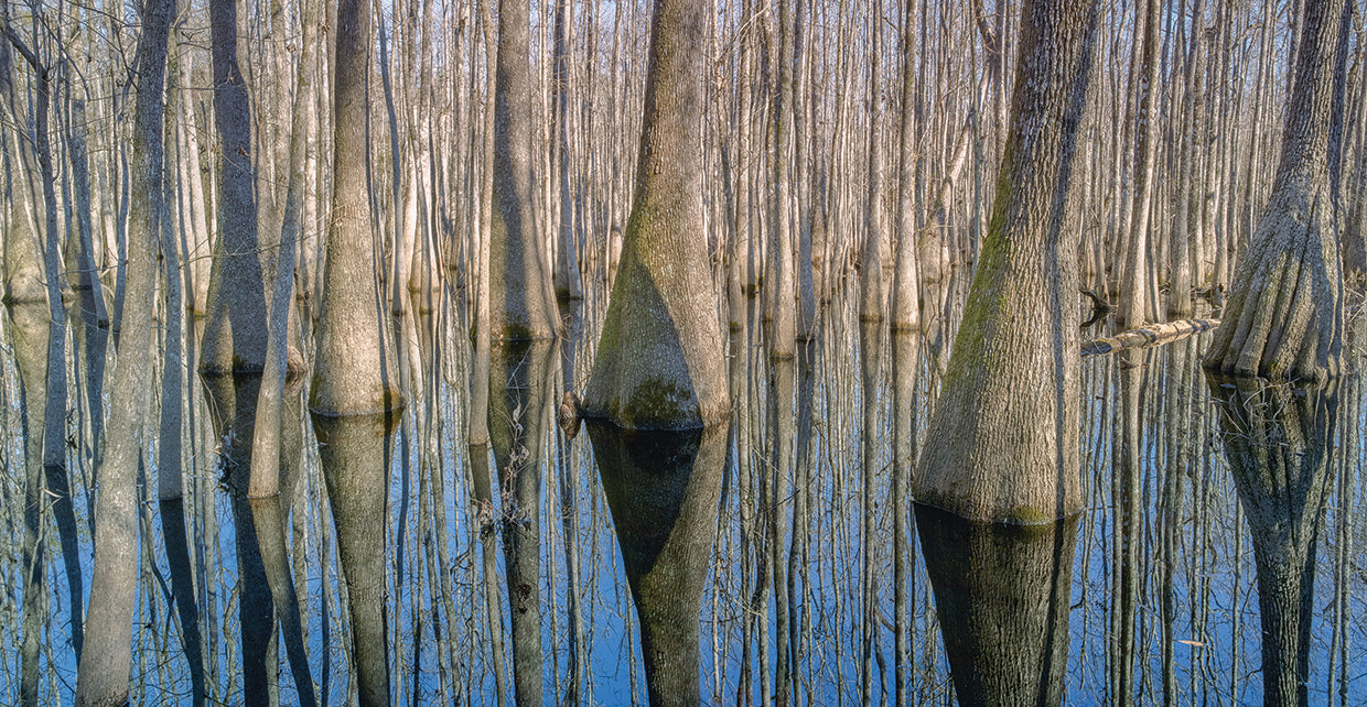 Cypress Reflection Panoramic handcrafted art work on canvas or framed canvas prints by Moises Levy 