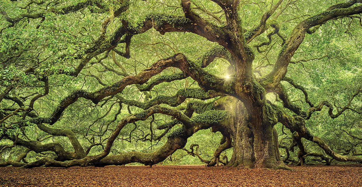 Tree Of Light Color handcrafted art work on canvas or framed canvas prints by Moises Levy 