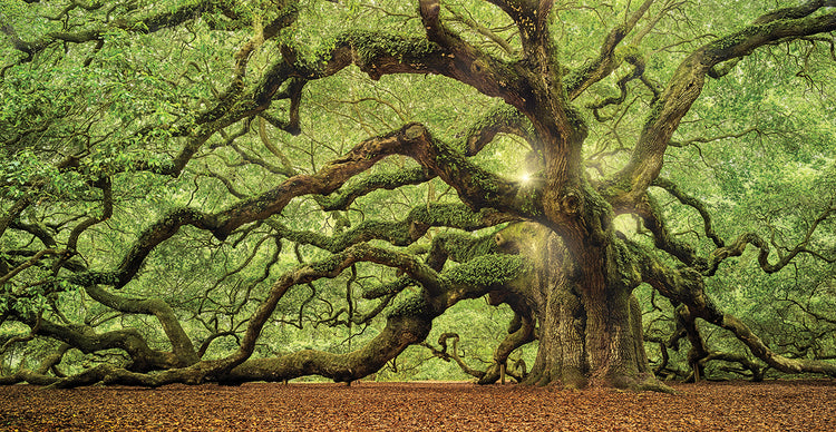 Tree Of Light Color handcrafted art work on canvas or framed canvas prints by Moises Levy 