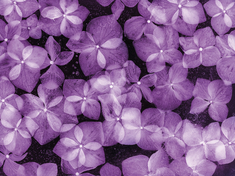 Flores Congeladas # 12 handcrafted art work on canvas or framed canvas prints by Moises Levy 