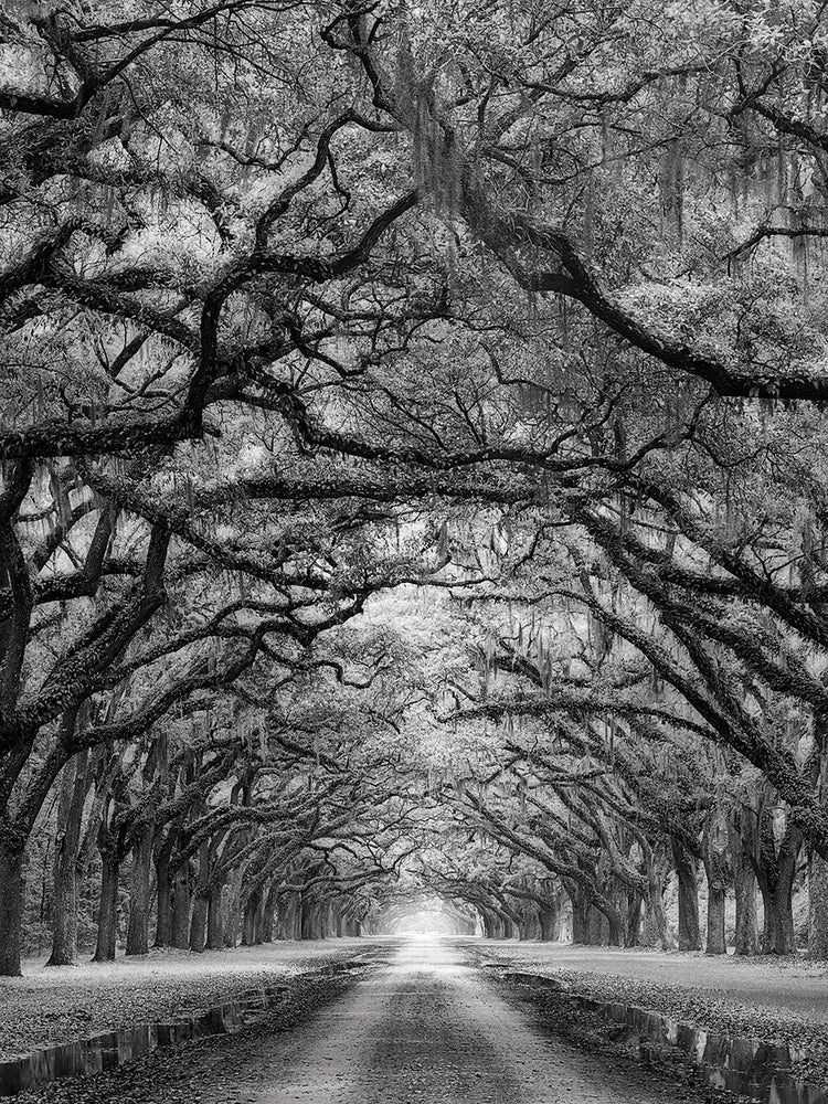 Oaks Avenue 2 BW handcrafted art work on canvas or framed canvas prints by Moises Levy 