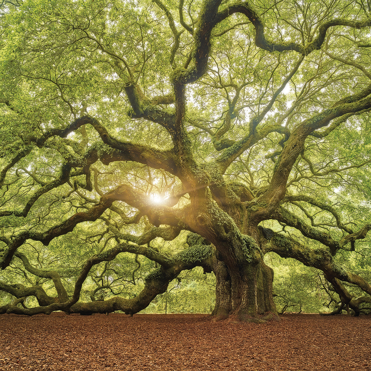 The Tree Square Edit OL handcrafted art work on canvas or framed canvas prints by Moises Levy 